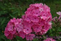 Флокс 'Москвичка' / Phlox 'Moscvichka'