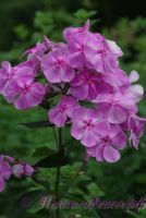 Флокс 'Олимпиада' / Phlox 'Olimpiada'