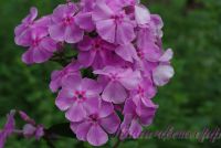 Флокс 'Олимпиада' / Phlox 'Olimpiada'