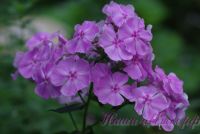 Флокс 'Олимпиада' / Phlox 'Olimpiada'