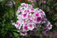 Флокс 'Районант' / Phlox 'Rayonnant'