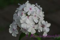 Флокс 'Принцесса Диана' / Phlox 'Princess Diana'