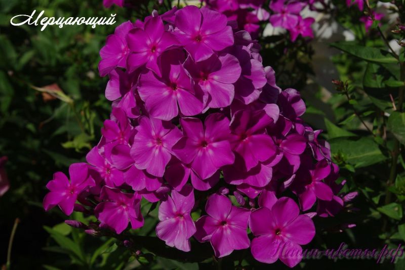 Флокс 'Мерцающий' / Phlox 'Мercaychij'