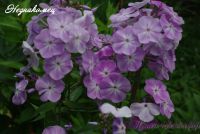 Флокс 'Незнакомец' / Phlox 'Neznakomec'