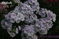 Флокс 'Новинка' / Phlox 'Novinka'