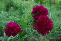 Пион травянистый 'Красный пик' / Paeonia 'Red Peak'