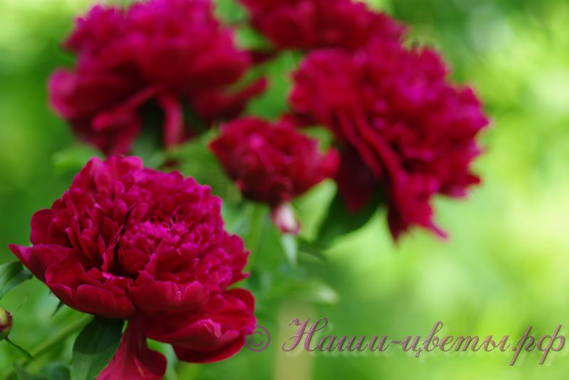 Пион травянистый 'Красный пик' / Paeonia 'Red Peak'