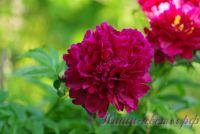 Пион травянистый 'Красный пик' / Paeonia 'Red Peak'