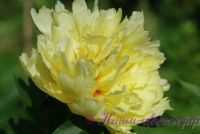 Пион гибридный 'Бартцелла' / Paeonia ITOH 'Bartzella'