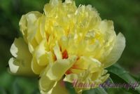 Пион гибридный 'Бартцелла' / Paeonia ITOH 'Bartzella'