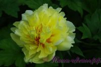 Пион гибридный 'Бартцелла' / Paeonia ITOH 'Bartzella'