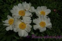 Пион травянистый 'Уайт Вингз' / Paeonia 'White Wings'