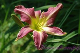 Лилейник 'Уотчил Уайлд Индиан' / Hemerocallis 'Watchyl Wild Indian'