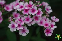 Флокс 'Неон Флэр' / Phlox 'Neon Flair'