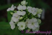 Флокс 'Жадэ' / Phlox 'Jade'