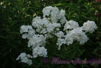 Сеянец флокса 'Эльбрус' / Phlox Seedling 'Elbrus'