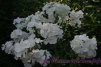 Сеянец флокса 'Эльбрус' / Phlox Seedling 'Elbrus'