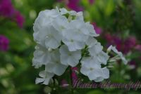 Сеянец флокса 'Эльбрус' / Phlox Seedling 'Elbrus'