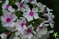 Флокс 'Аппассионата' / Phlox 'Appassionata'