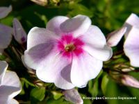 Флокс 'Аппассионата' / Phlox 'Appassionata'