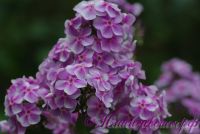 Сеянец флокса 'Дениска-Редиска' / Phlox Seedling 'Deniska-Rediska'