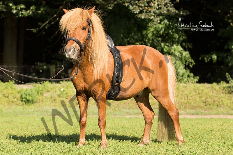 Гурта Save-My-Spine Pony