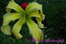 Лилейник 'Хэвенли Флайт оф Ангел' / Hemerocallis 'Heavenly Flight of Angel'