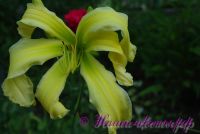 Лилейник 'Хэвенли Флайт оф Ангел' / Hemerocallis 'Heavenly Flight of Angel'