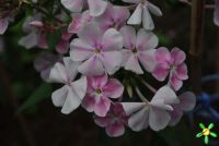 Флокс 'Зефир' / Phlox 'Zefir'