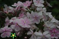 Флокс 'Зефир' / Phlox 'Zefir'