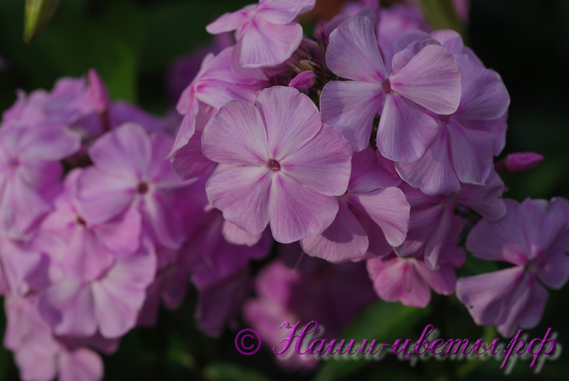 Флокс 'Олимпиада' / Phlox 'Olimpiada'