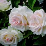 Свон Лэйк (Swan Lake)