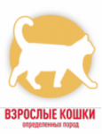 Взрослые кошки