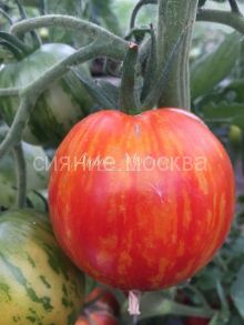 Томат Кровоточащее сердце Bleeding Heart (коллекционный Мязиной), 5 шт.