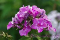 Флокс 'Фаворит' / Phlox 'Favorit'