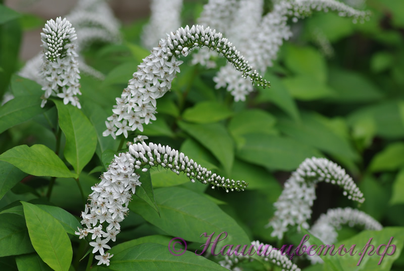 Вербейник клетровидный / Lysimachia clethroides