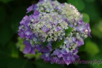 Гортензия крупнолистная "Бесконечное Лето / Hydrangea macrophylla Endless Summer"