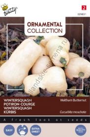 Тыква сорт "УОЛТЕМ БАТТЕРНАТ" (Waltham Butternut)  1.5 гр