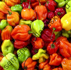 Перец "СКОТЧ БОННЕТ" (Scotch bonnet) 10 семян