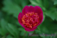 Пион травянистый 'Анемонфлора' / Peonia 'Anemonflora'