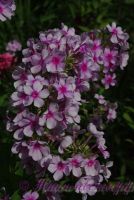 Флокс 'Иришка' / Phlox 'Irishka'