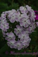 Флокс 'Нежная Душа' / Phlox 'Negnaya Dusha'