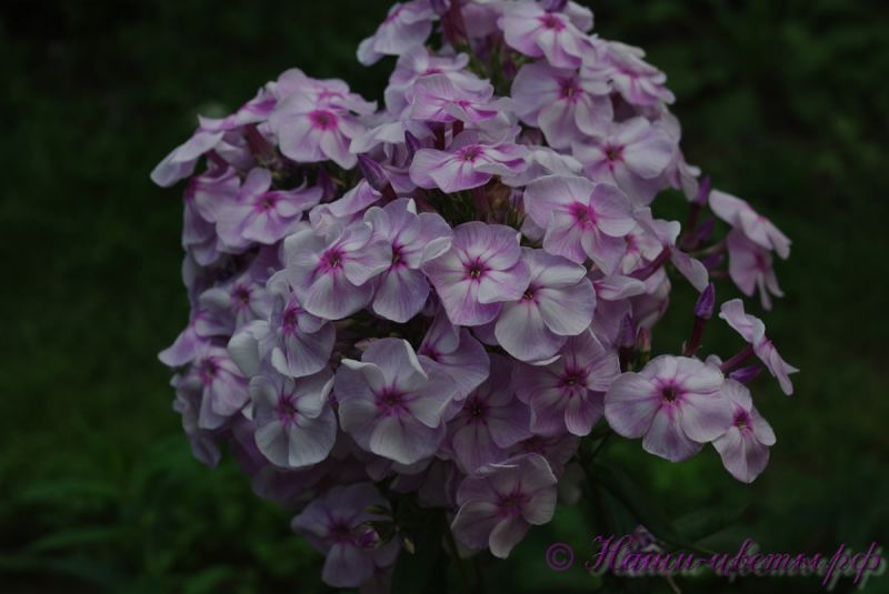 Флокс 'Маргри' / Phlox 'Margri'  от Шароновых