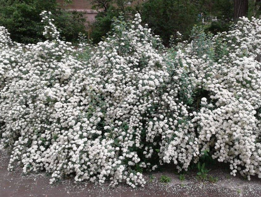 Снежноягодник белый