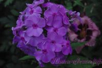 Флокс 'Забвение' / Phlox ' Zabvenie'