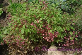 Горянка (Эпимедиум) / Epimedium grandiflorum