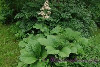 Роджерсия 'Элеганс' / Rodgersia pinnata 'Elegans'