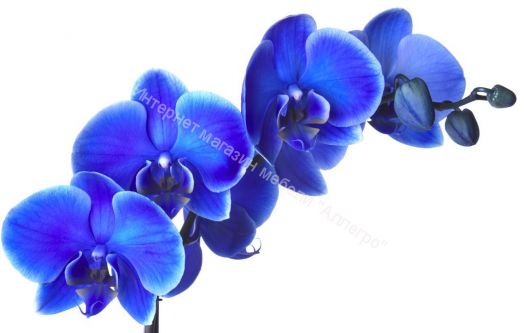 Стол раздвижной Триумф 1,17 (870х600мм) опоры полуовал массив