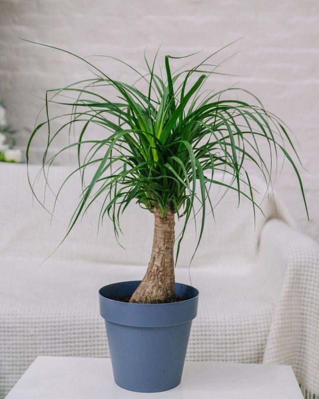 Бокарнея Рекурвата (Нолина) Д-30/120