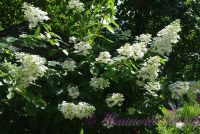 Гортензия метельчатая 'Юник' / Hydrangea paniculata 'Unique'